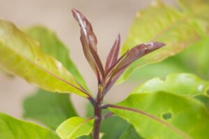 看護師の委員会における30代の転職による負担とは？